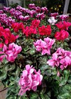 Mix Multicolor: 5 XL Cyclomens H: 30 cm frostbeständig
