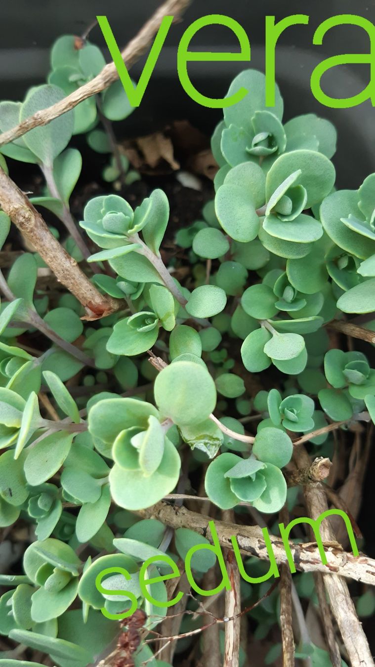 Piante & sementi: vera jameson sedum bodendecker – Nuovo (secondo la descrizione) da Ibach venduto da rom_v8h9 2