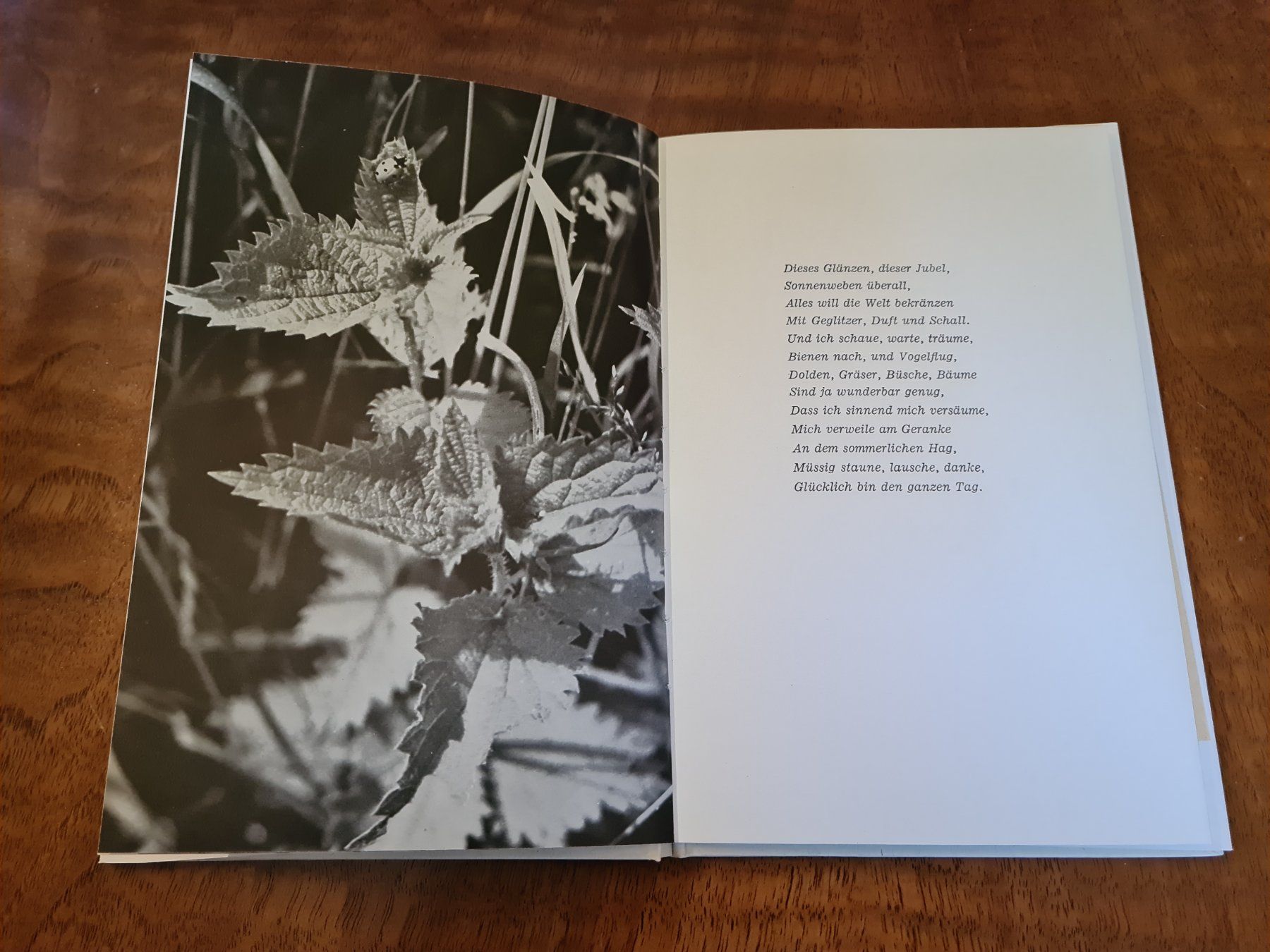 Libri: Gräser, Wind und Wolken – Usato da Erstfeld venduto da Uhu1980 2