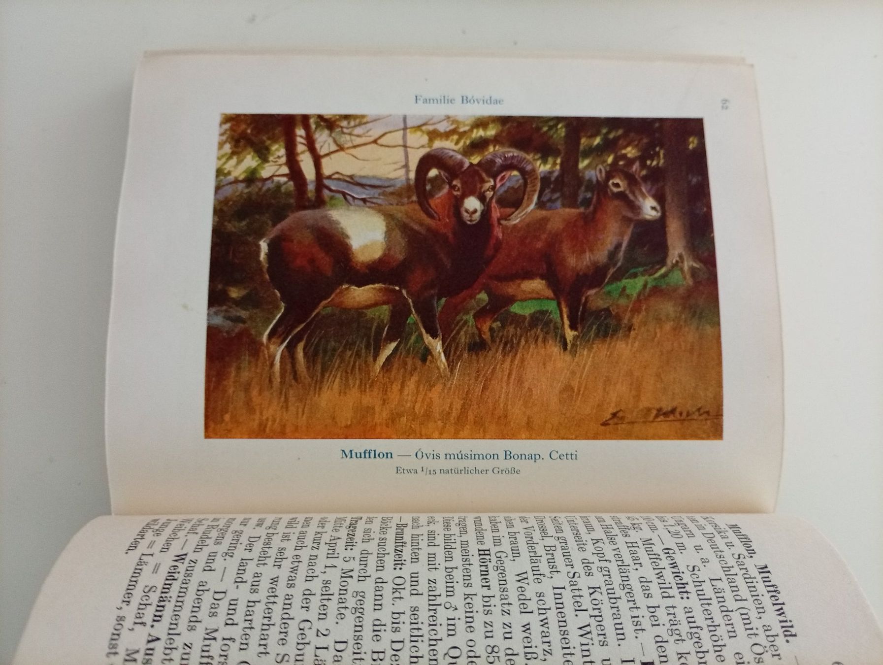 Bücher: Wildlebende Säugetiere, Bieger u. Wahlström – Gebraucht aus Locarno von edn.vintage 3
