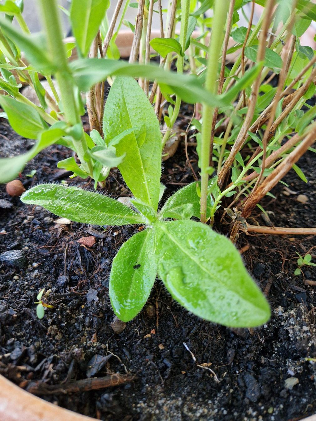 Piante & sementi: Balkon-/Gartenpflanze: Blutweiderich – Usato da Münchenbuchsee venduto da Aare22 6