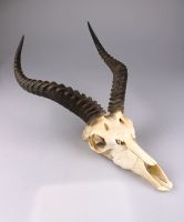 Trophäe einer Afrikanischer Springbock Antilope