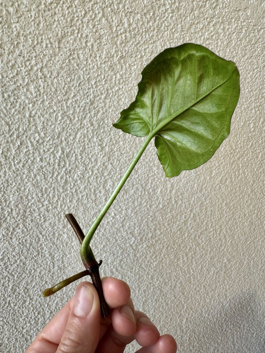 Pflanzen & Samen: Syngonium Super Red cutting – Neu (gemäss Beschreibung) aus Bülach von Bloom_Witch 1