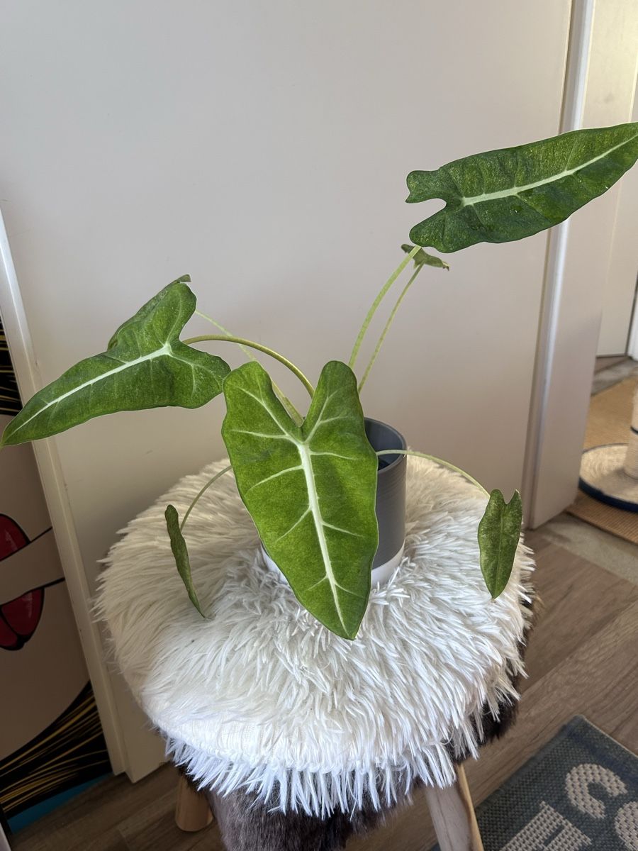 Alocasia Frydek mint variegata - Rhizom (Gebraucht) in Scherzingen fr CHF  30  mit Lieferung auf Ricardo kaufen
