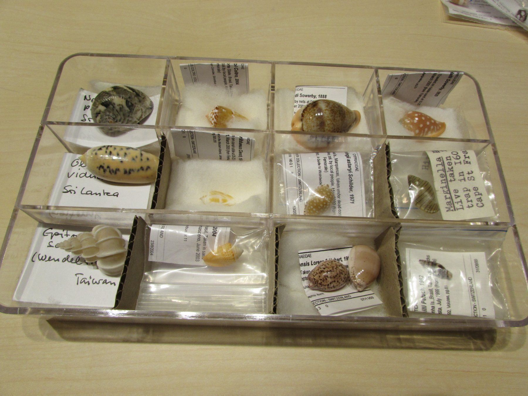 Fossili: Meerestiere, alte Muschel Sammlung, 13 stck – Usato da Walchwil venduto da Shells1 9