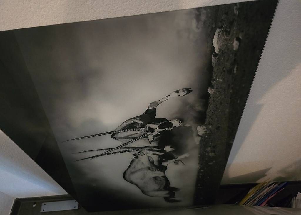 Foto & Immagini: Löwen und Antilopen Bild aus Glas – Usato da Domat/Ems venduto da del_glb5 1