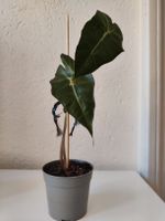 Alocasia Amazonica Polly Jungpflanze, guter Zustand