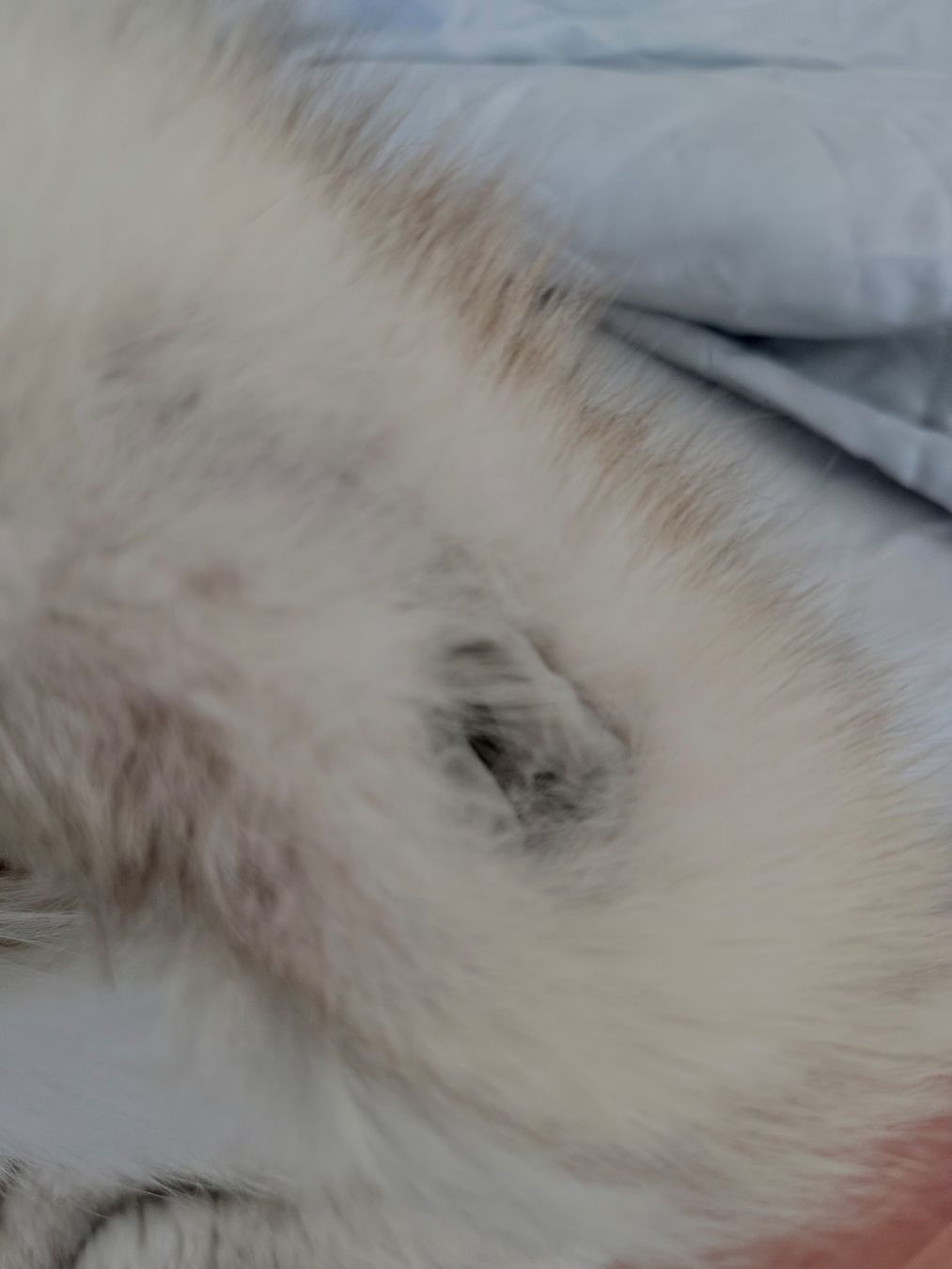 Jacken: Echt Blaufuchs Pelz – Gebraucht aus Kilchberg ZH von KellerCI 8