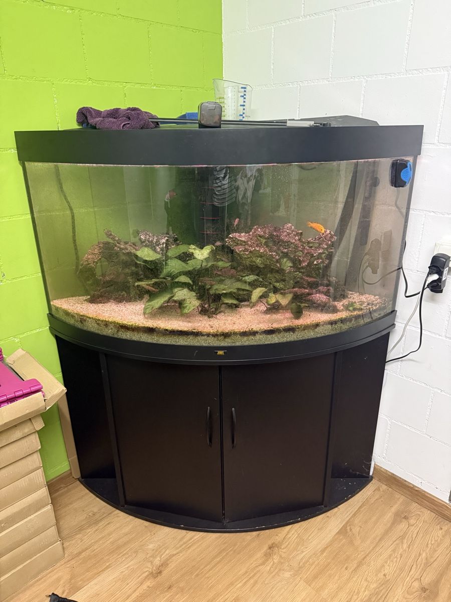 Aquarium: Eck Aquarium mit Fischen – Gebraucht aus Hettiswil von chili76