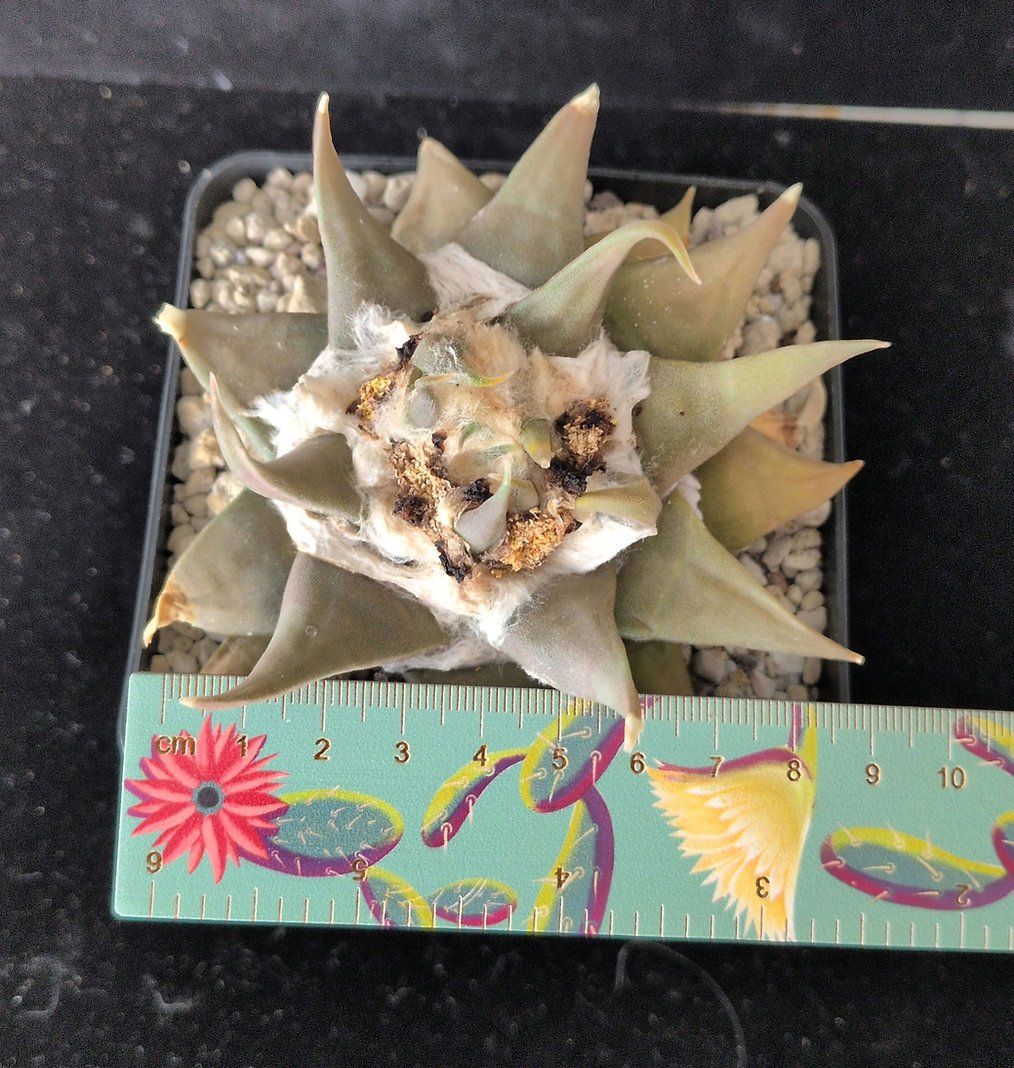 Plantes & graines: Ariocarpus confusus – D'occasion à Vuisternens-Romont par Cold_cactus 2