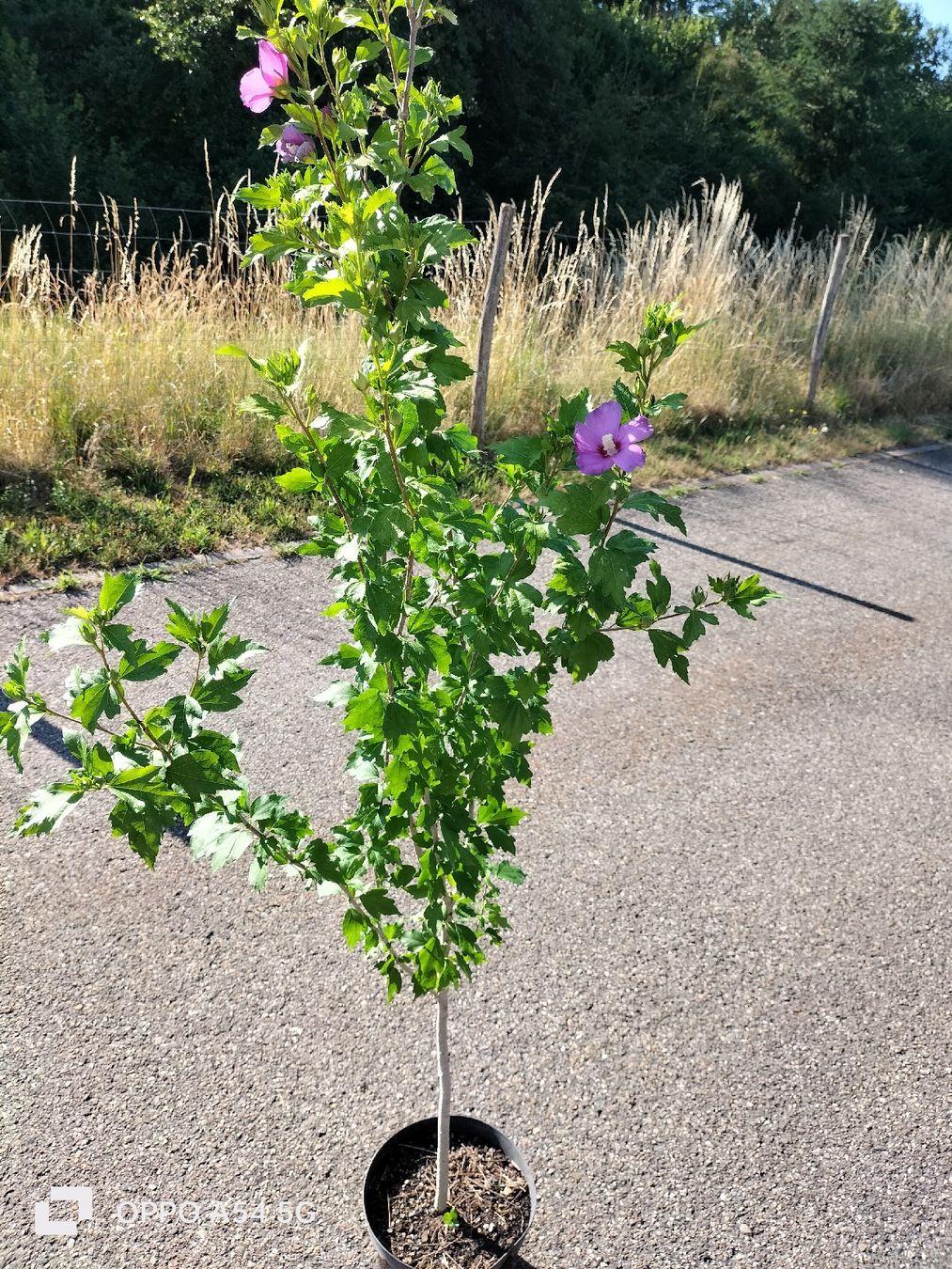 Pflanzen & Samen: Hibiskus Baum Winterhart – Gebraucht aus Attelwil von Schneider76