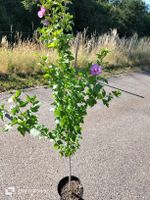 Hibiskus Baum Winterhart