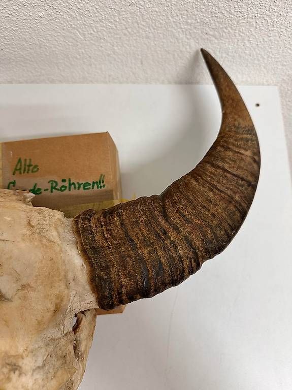 Altre raccolte & rarità: Vintage Wasserbüffel Schädel Trophäe mit Hornscheiden – Usato da Obernau venduto da Arche_Noah_Brocki 3