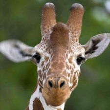 Profile image of Viomia