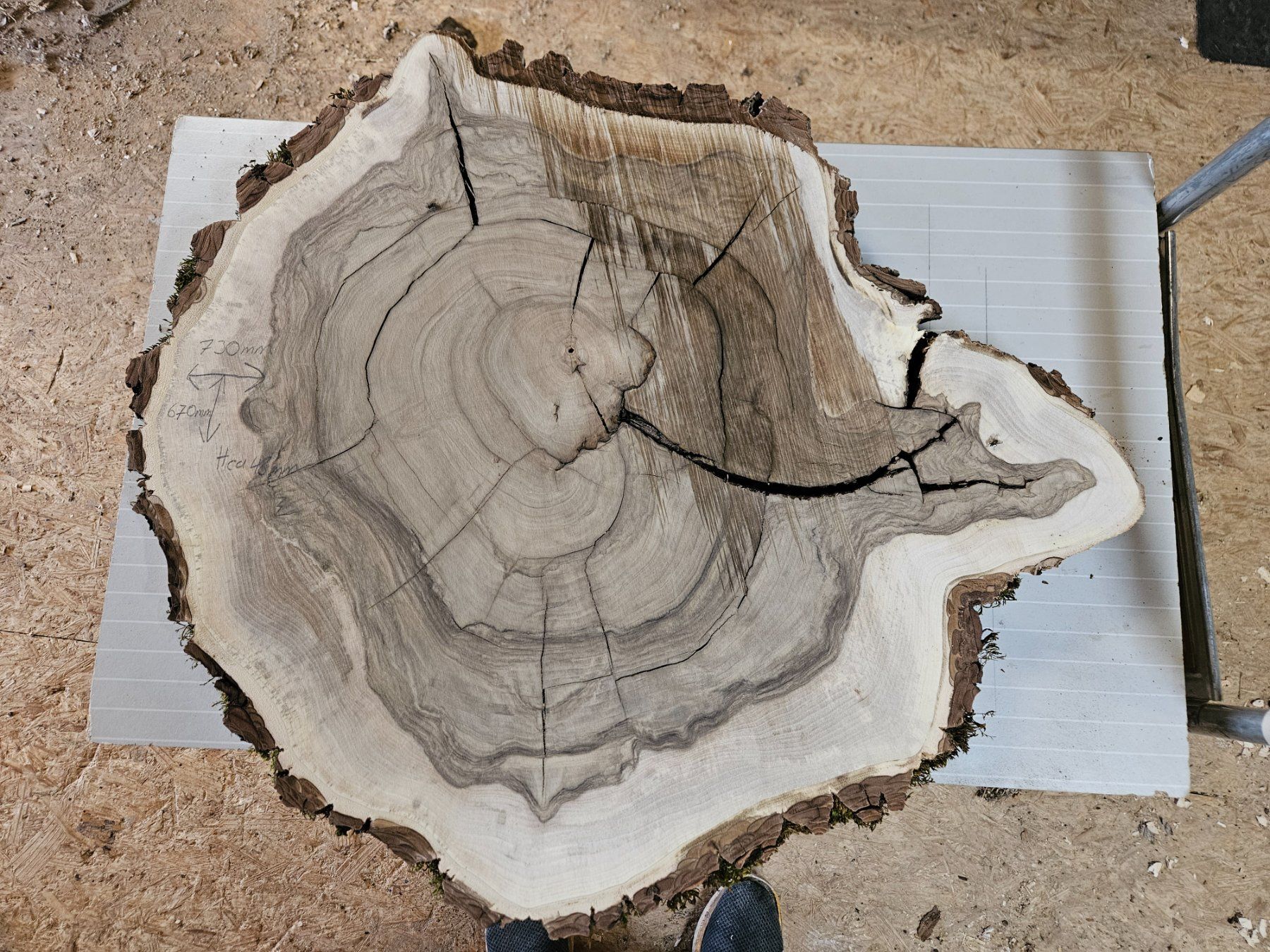 Holzartikel: Nussbaum Holz Baumscheibe – Neu (gemäss Beschreibung) aus Schangnau von egli6.2
