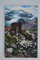 AK Chrysanthemum Alpinum 1910