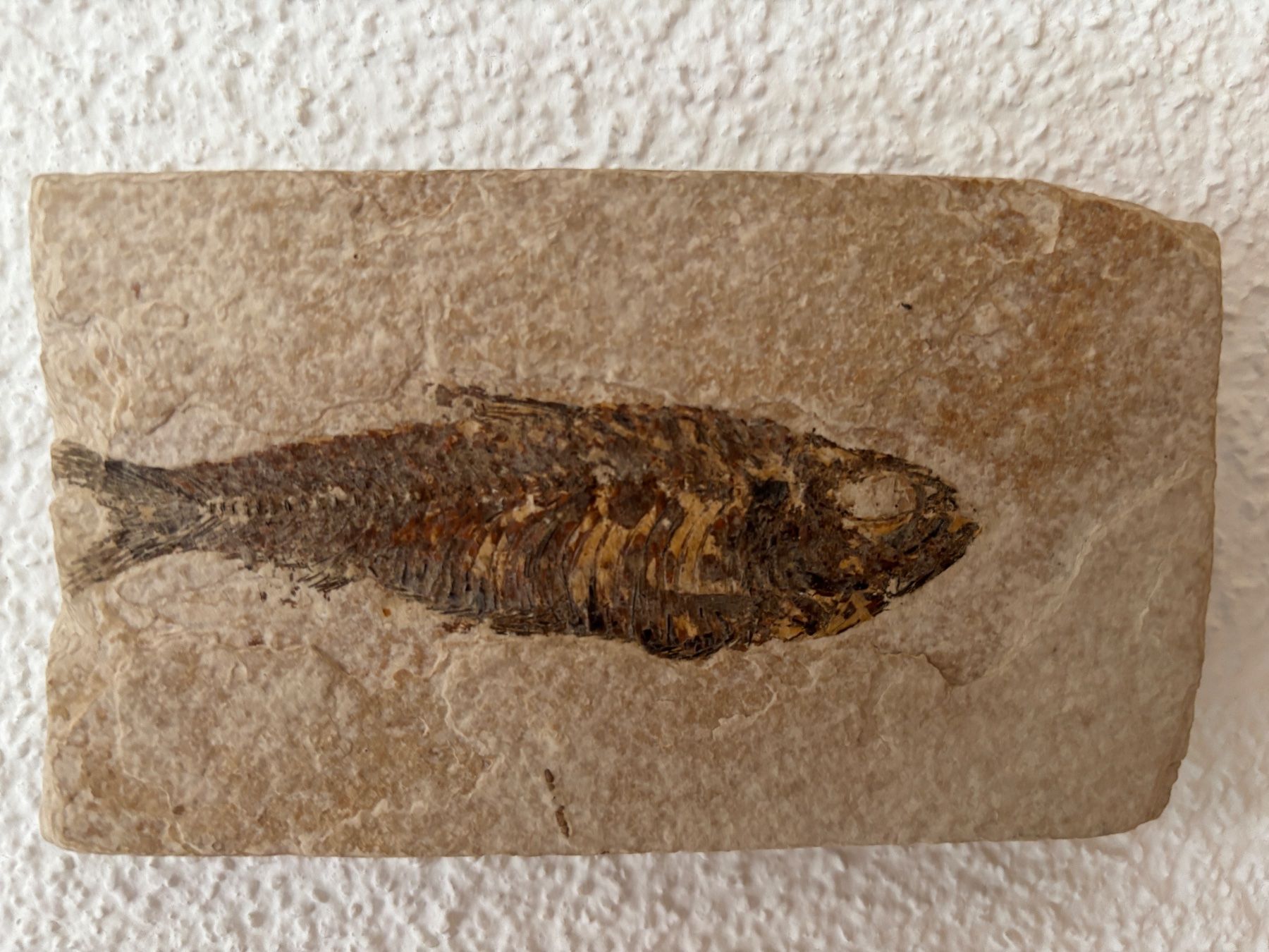 Fossili: versteinerter Süsswasserhering – Usato da Luzern venduto da Daluja