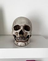 Teschio da decorazione