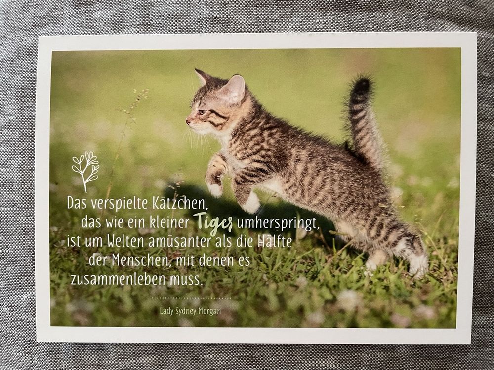 Wunderschne Weisheiten Katzen Sprche Zum Nachdenken Bild
