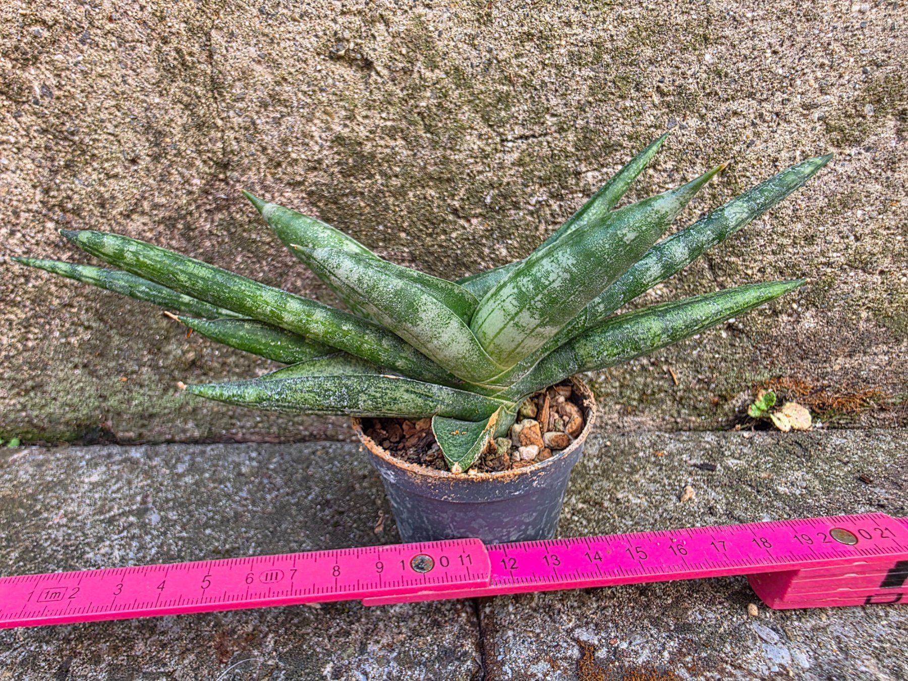 Piante & sementi: Sanseveria cylindrica / Bogenhanf – Nuovo (secondo la descrizione) da Thalheim venduto da silvara01 1