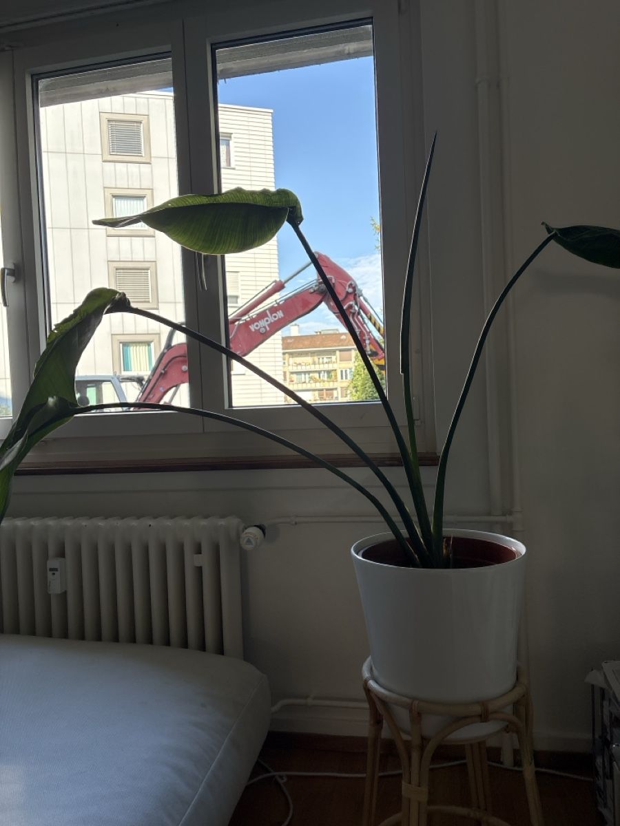 Plantes & graines: Strelitzie – D'occasion à Zürich par Jes_4