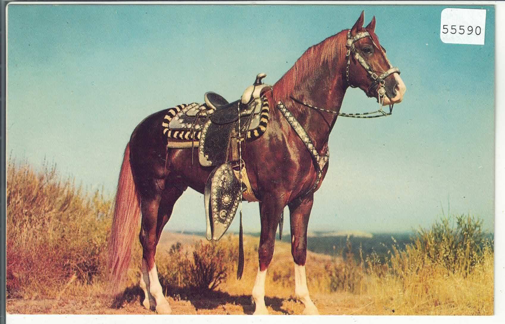 Cartes postales: Hoss - Indianer-Pferd cheval horse – D'occasion à Ettingen par Kartenplanet