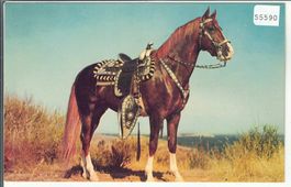 Hoss - Indianer-Pferd cheval horse