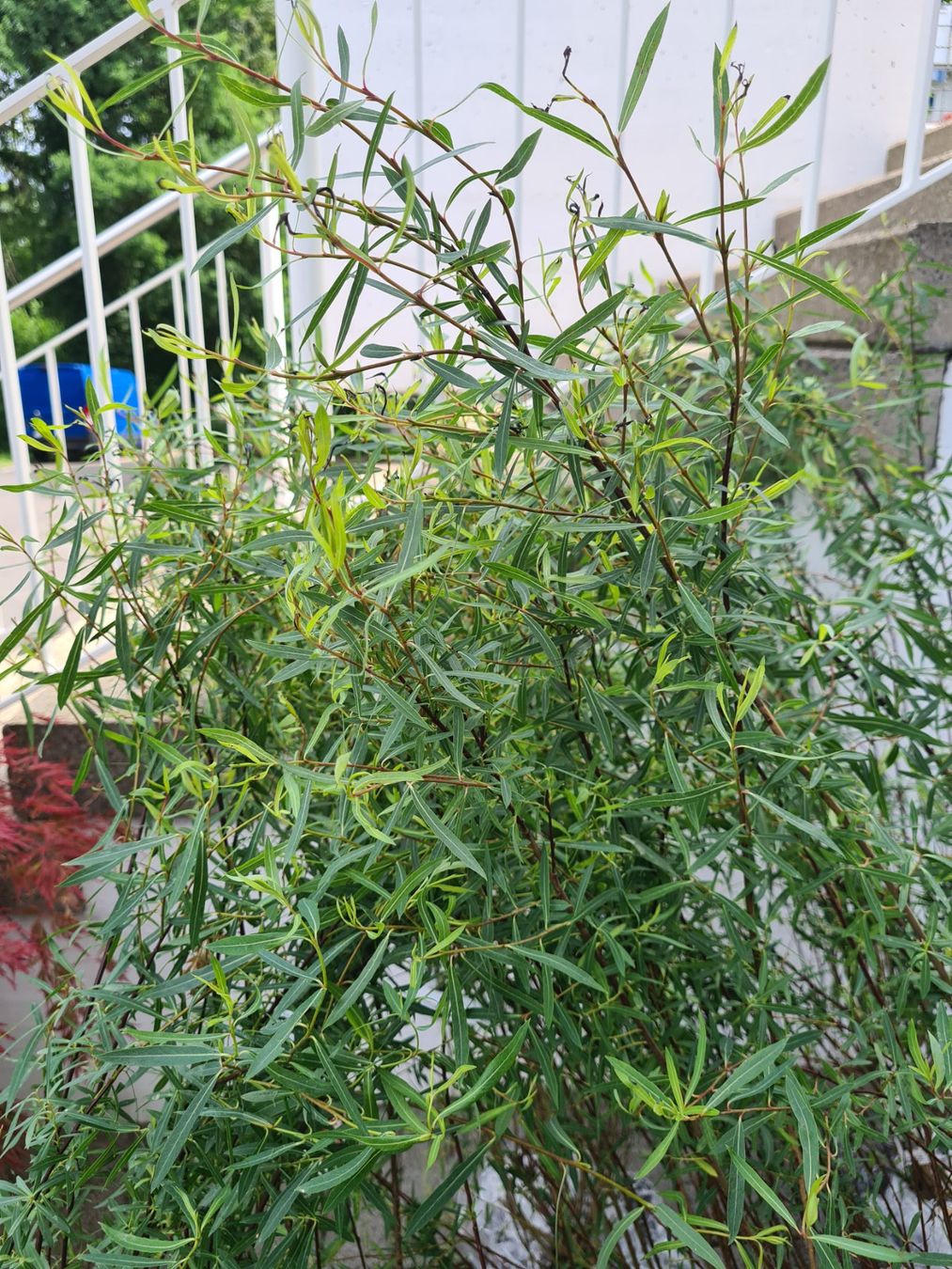 Piante & sementi: 6 Grosse ,Wunderschöne Salix Purpurea Nana – Usato da Rotkreuz venduto da Trojaner- 4