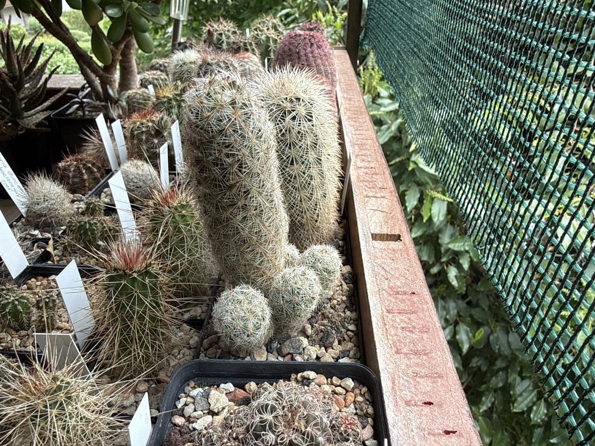 Piante & sementi: Escobaria hesteri – Usato da Rorbas venduto da SimS0n 2