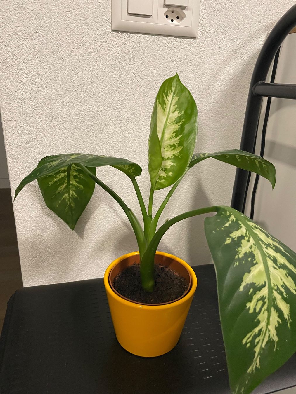 Piante & sementi: Dieffenbachia plant with nice ceramic pot – Usato da Uster venduto da momogarden