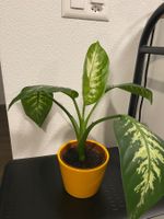 Dieffenbachia plant with nice ceramic pot