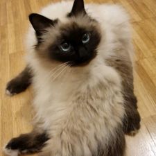 Profile image of sushipeti