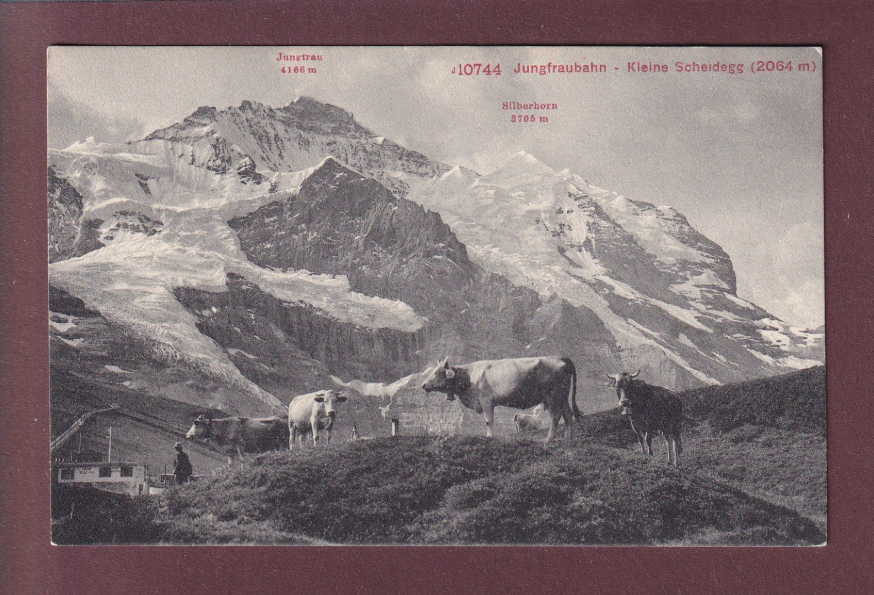 Cartoline postali: Jungfraubahn - KLEINE SCHEIDEGG - Kühe – Usato da Pully venduto da nicecards