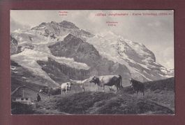 Jungfraubahn - KLEINE SCHEIDEGG - Kühe