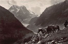 Arolla, Mont Collon, transport par mules, env. 1920