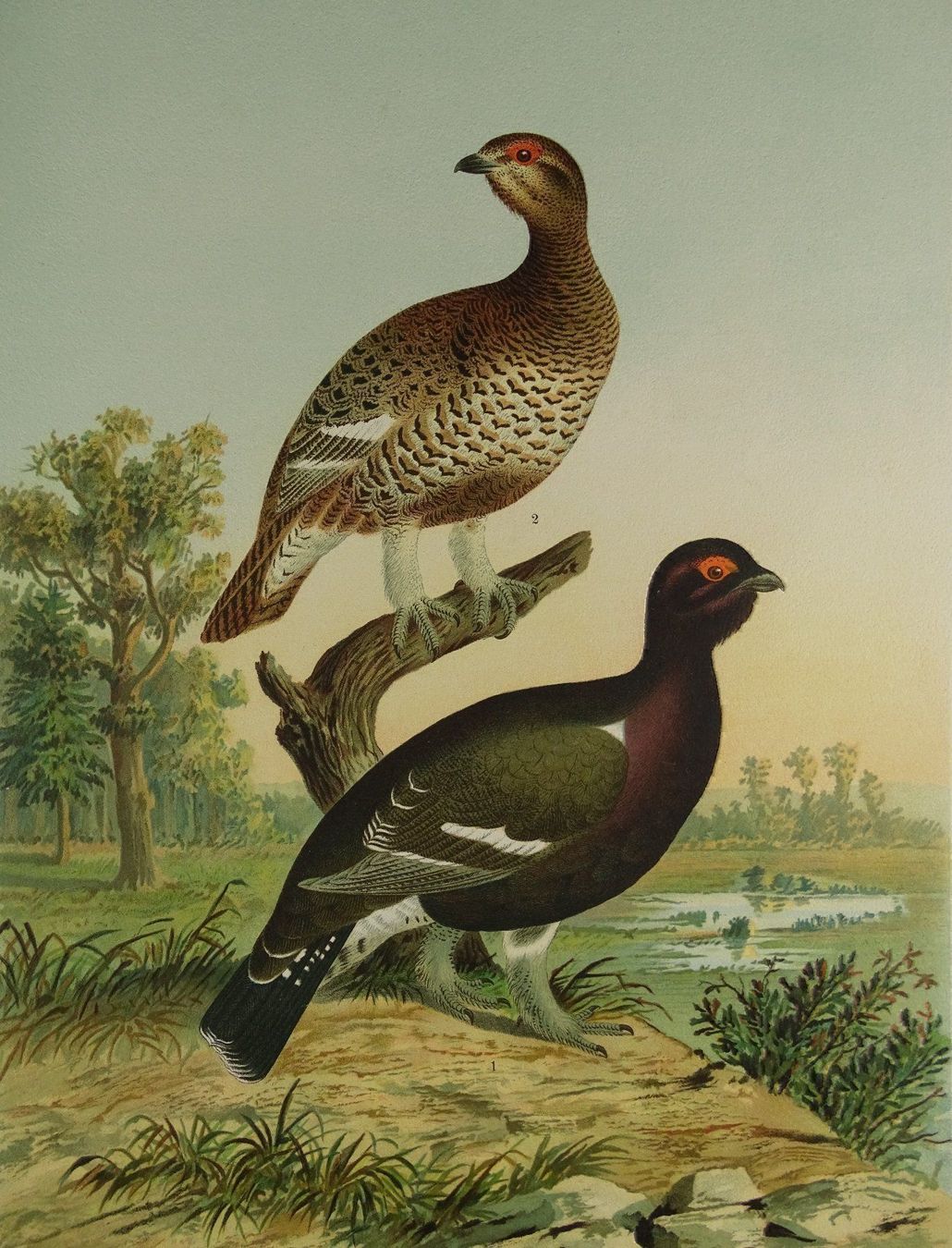 Grafiken & Lithographien: RACKELWILD, CHROMOLITHOGRAPHIE UM 1900 – Gebraucht aus Grüningen von Kartensammler 2