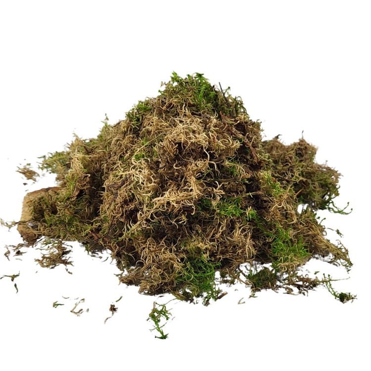 Spaghnum Moos lebend per 200g (Gebraucht) in Effretikon für CHF 10 ...