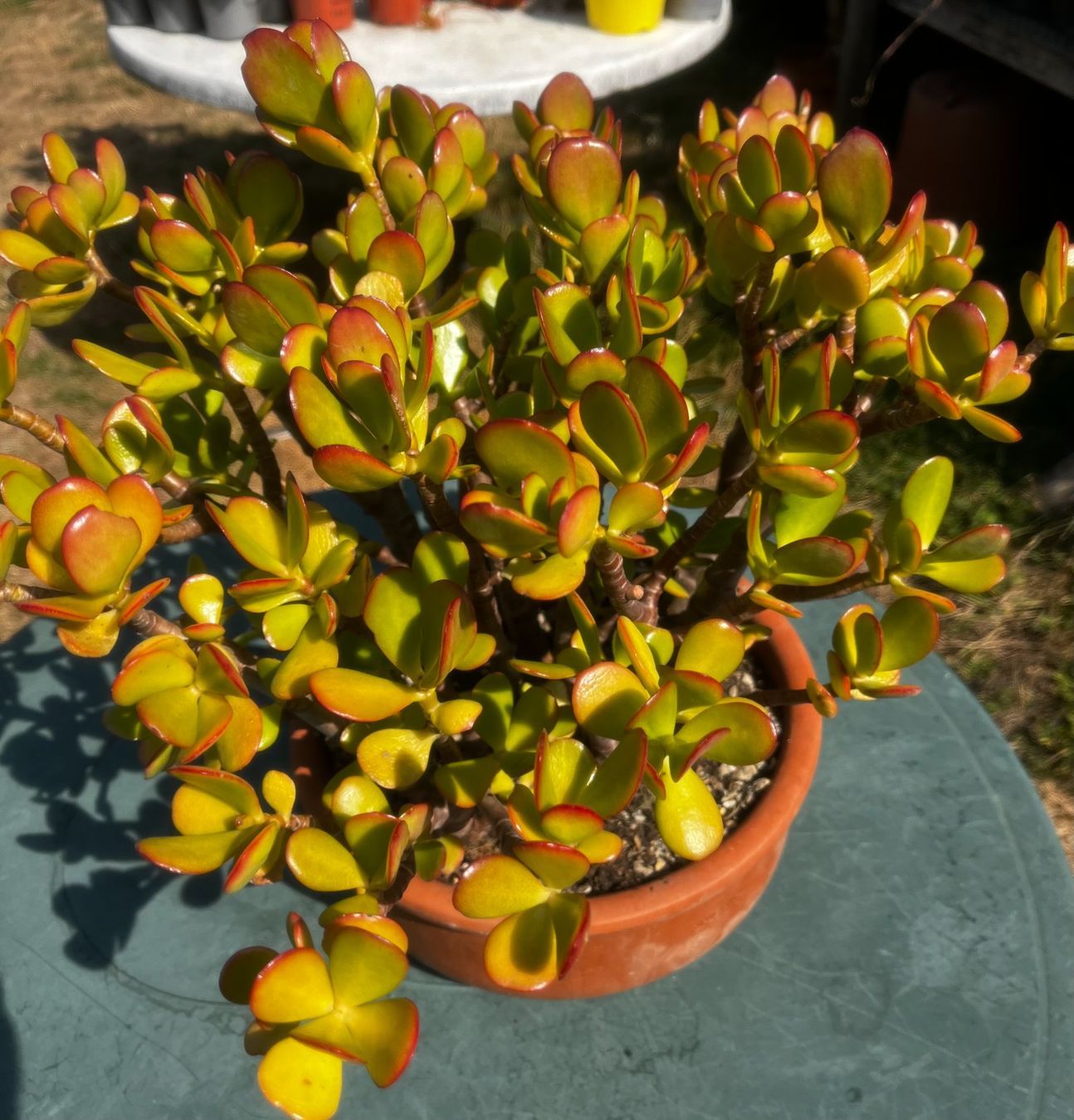 Plantes & graines: Dickblatt Crassula ovata – Neuf (Voir description) à Vinelz par Wellensittich55 1