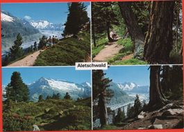 FIESCH Naturschutzgebiet Aletschwald