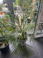 Zimmerpflanze Palme guter Zustand 100cm