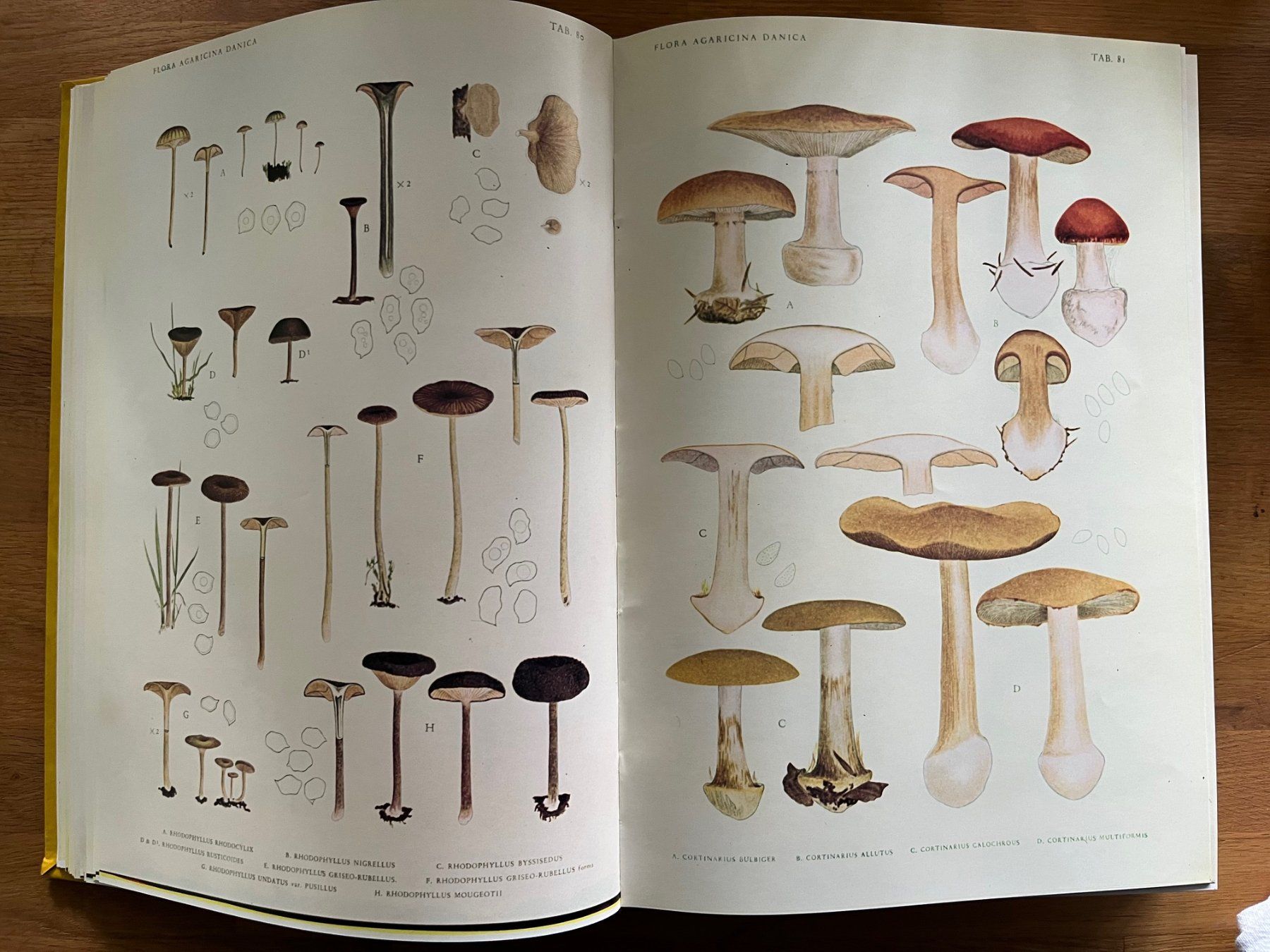 Libri: Jakob E. Lange   Flora Agaricina Danica – Usato da Laufen venduto da Nuria44 2