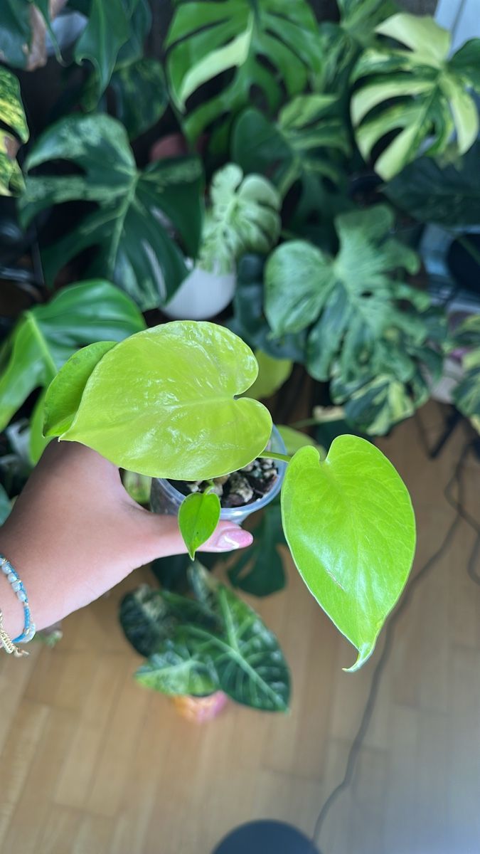 Pflanzen & Samen: Monstera Lemon Lime💛💚 – Gebraucht aus Bülach von Nanuk123