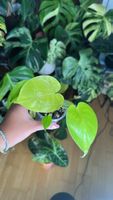 Monstera Lemon Lime💛💚