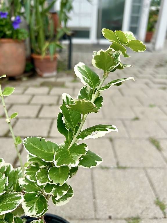Pflanzen & Samen: Immergrüner Strauch  – Gebraucht aus Frauenfeld von Irene.Schuppli 2