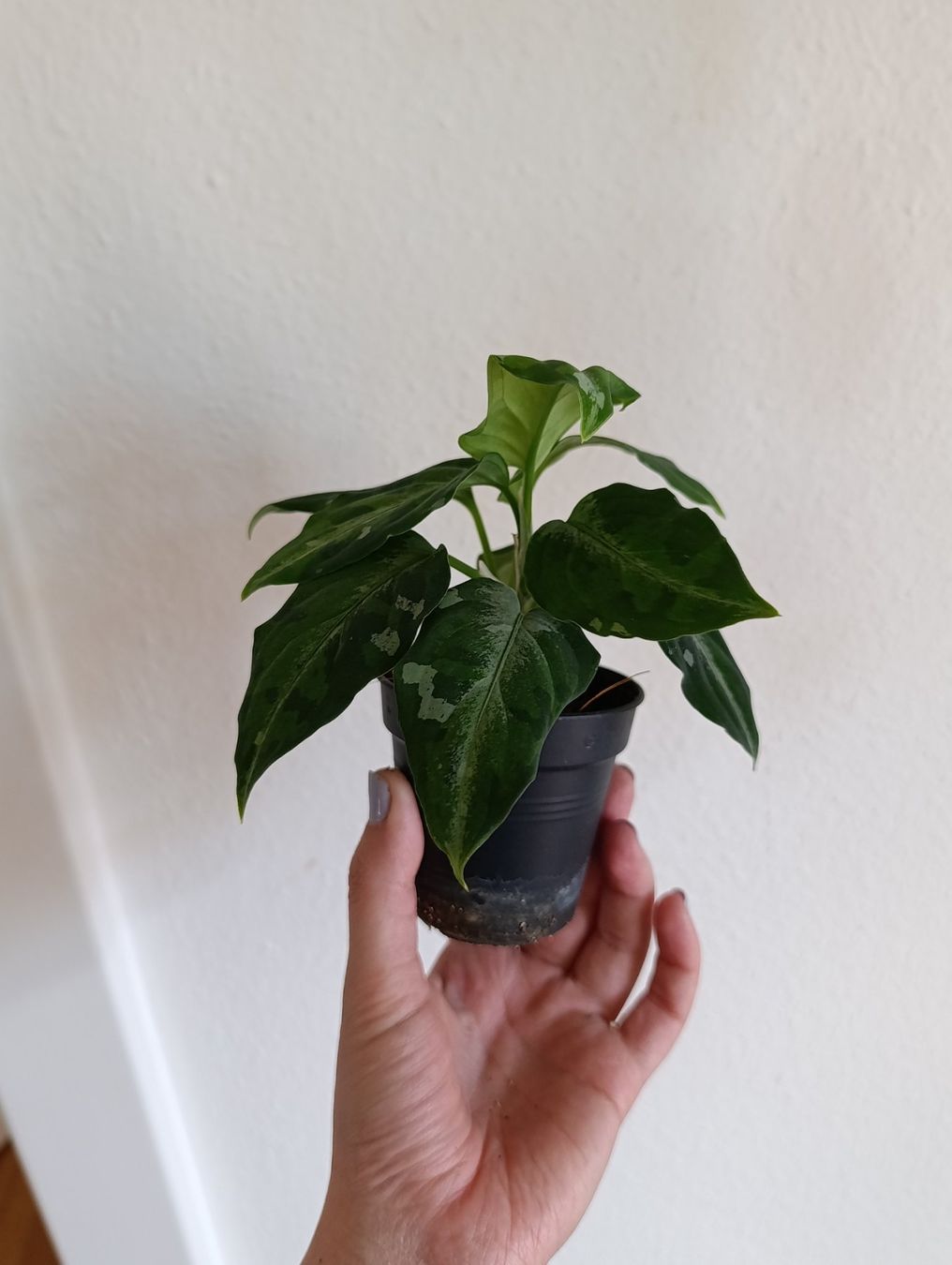 Pflanzen & Samen: Aglaonema pictum tricolor – Gebraucht aus Baar von L.isa28 2