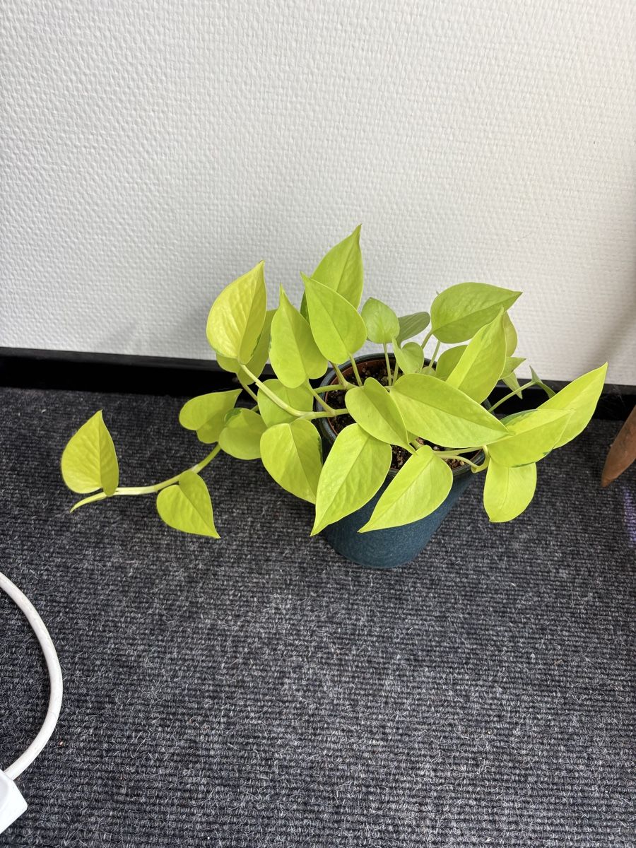 Pflanzen & Samen: Epipremnum aureum 'Neon' – Neon Pothos – Gebraucht aus Alpnach Dorf von lisa_plants 1