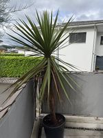 Drachenbaum (Dracena indivisa) 2m hoch