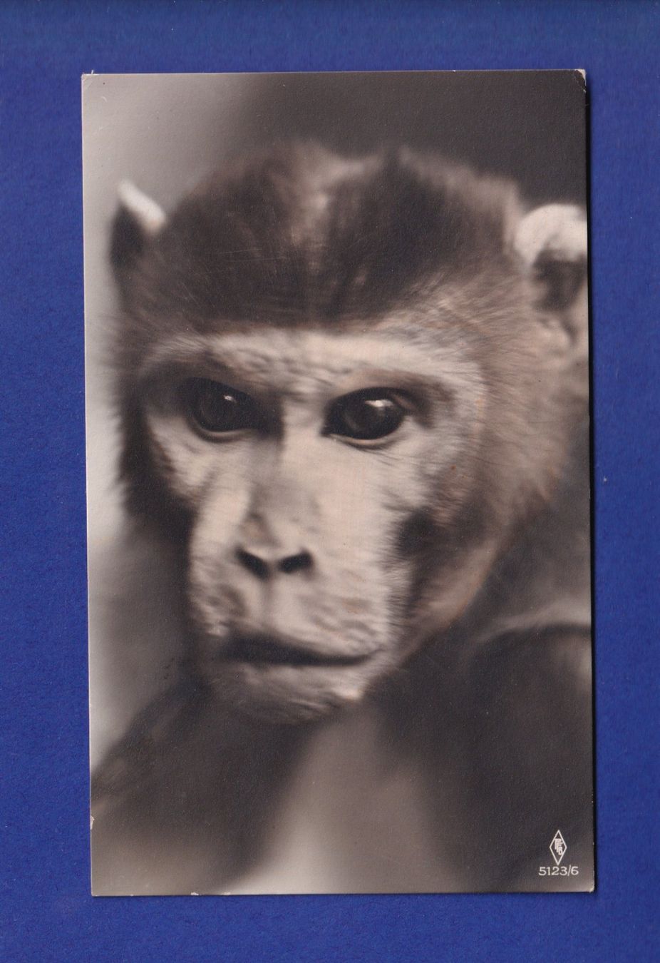 Ansichtskarten: SINGE – Gebraucht aus Pully von nicecards-shop