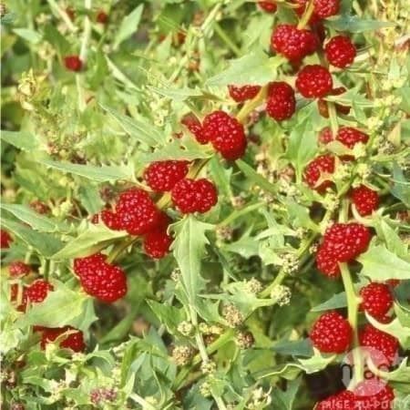 Piante & sementi: épinard-fraise ! 30g – Nuovo (secondo la descrizione) da Bremblens venduto da FIBONACCI369 1
