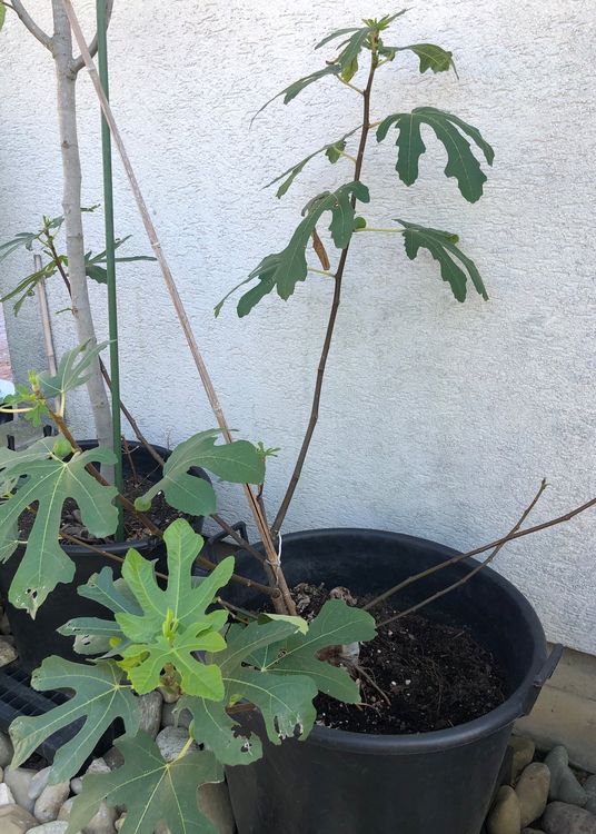 Feige Feigenbaum ficus Blumen Pflanzen Kaufen auf Ricardo